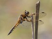 Libellula quadrimaculata-1580